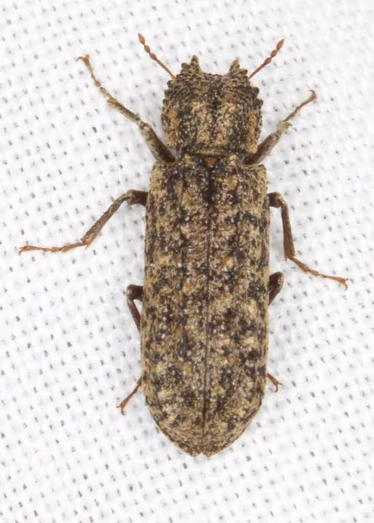 Bostryche bicornu, photo 2 sur 5