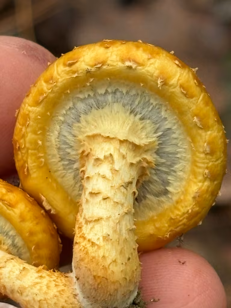 Lemon-yellow Pholiota, photo 3 of 5
