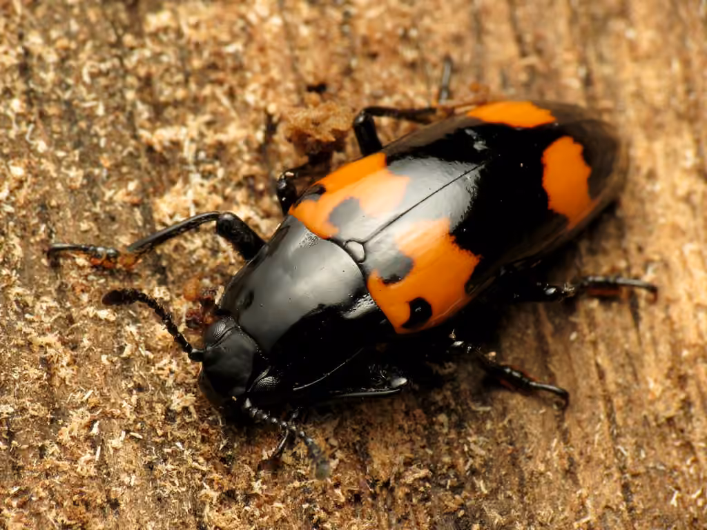 Pleasing Fungus Beetle, photo 2 of 5