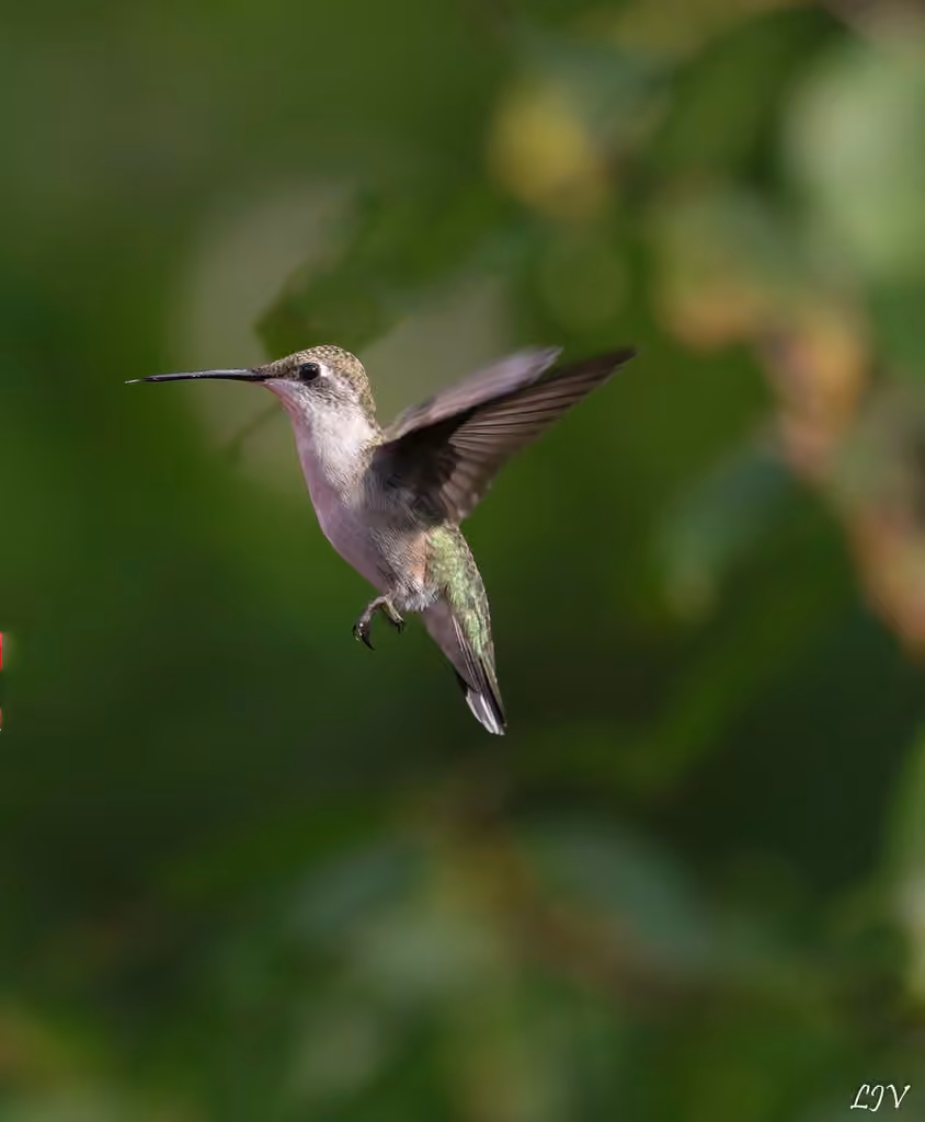Colibri à gorge rubis, Juvénile