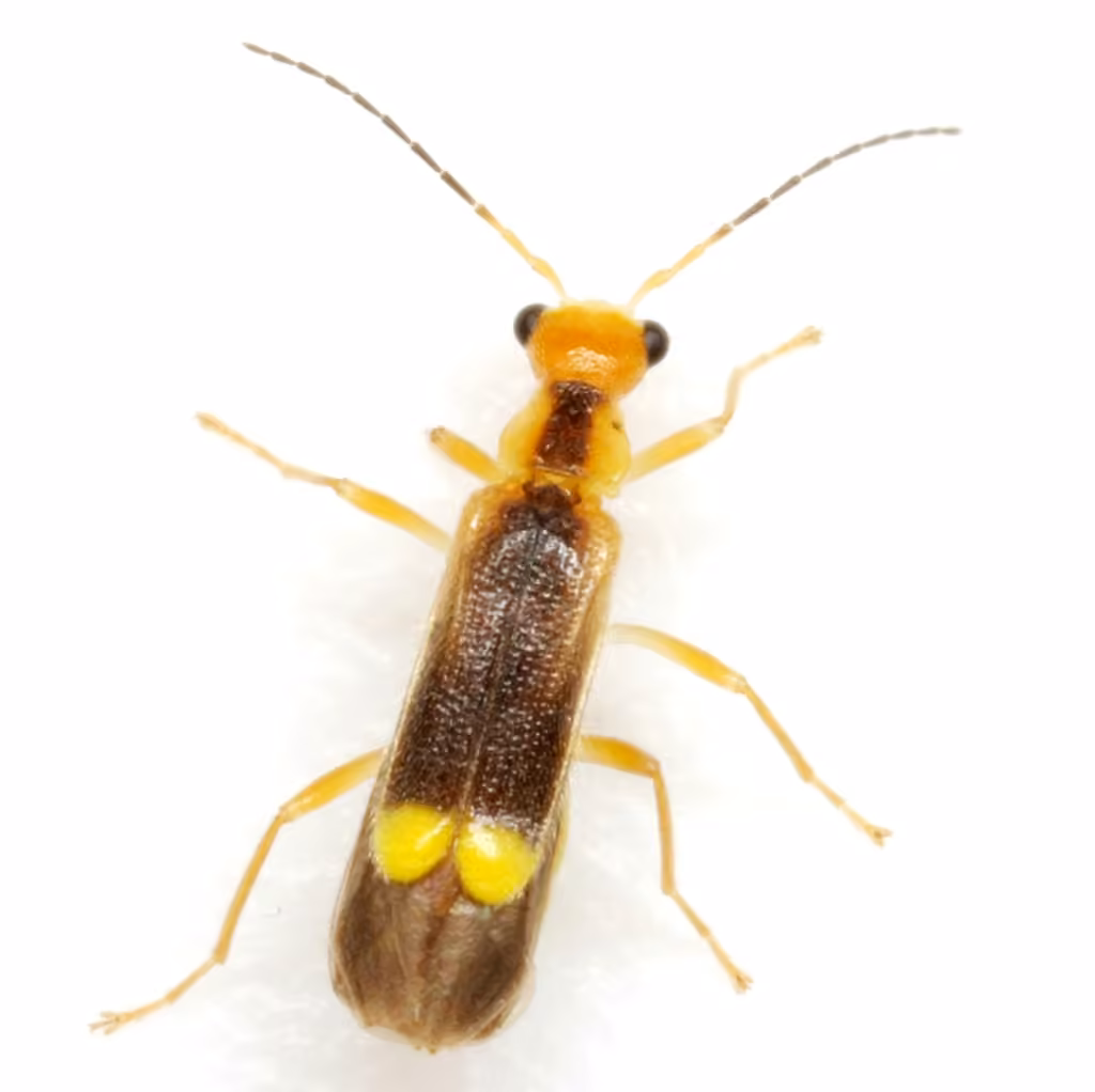 Yellow-tipped Soldier Beetle, photo 1 of 5
