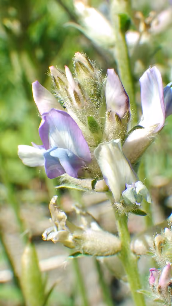 Field locoweed, Flower buds