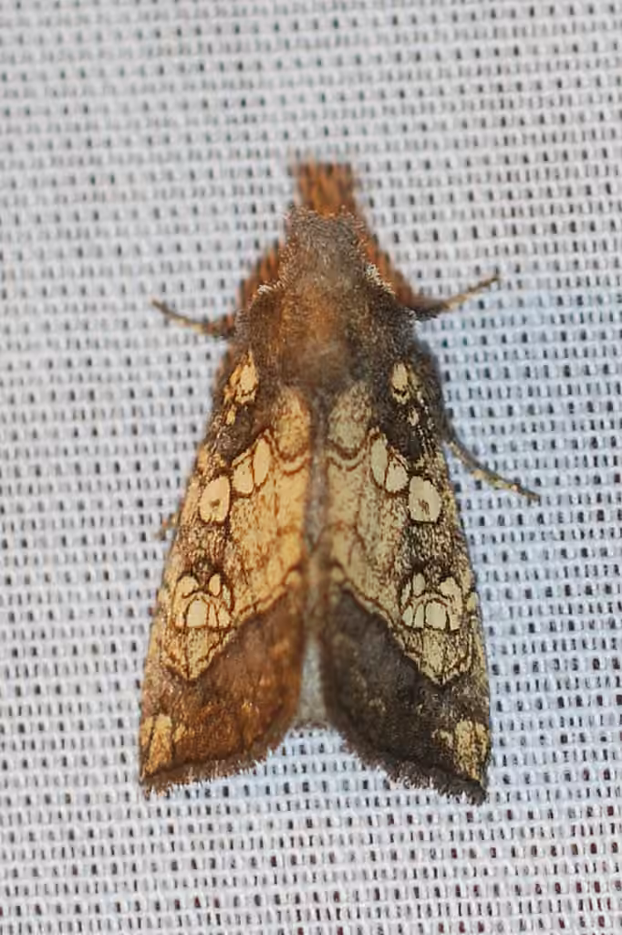Burdock Stem Borer Moth, Adult