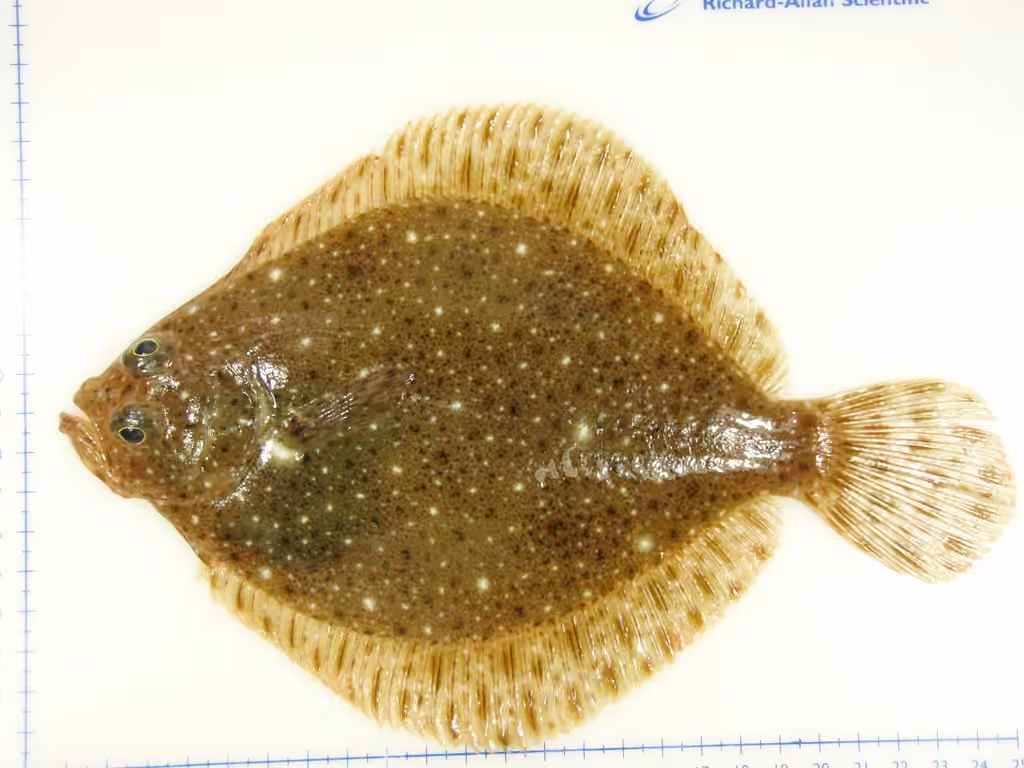 Turbot de sable, photo 3 sur 5