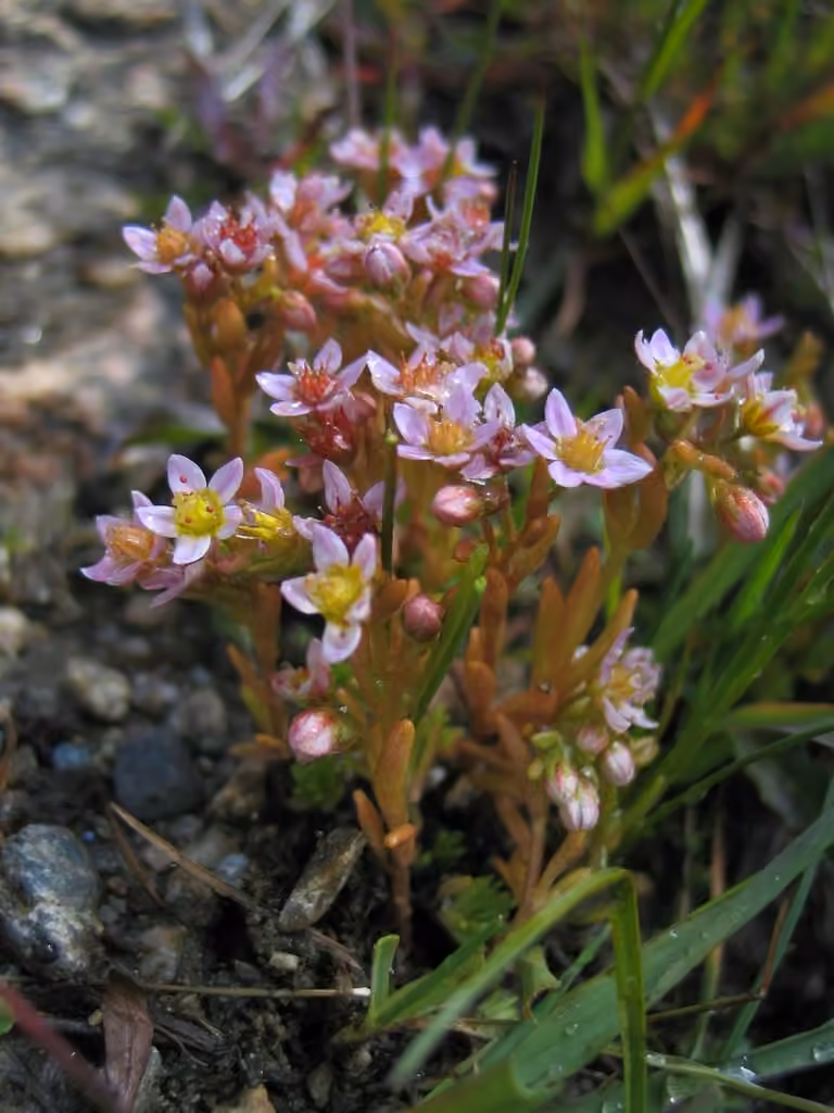 Purple stonecrop, photo 3 of 3