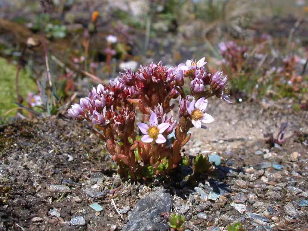 Purple stonecrop, photo 2 of 3