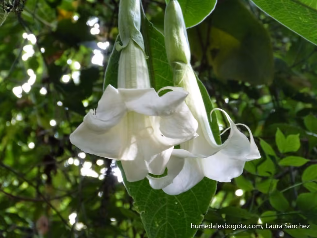 Brugmansia en arbre, photo 1 sur 5