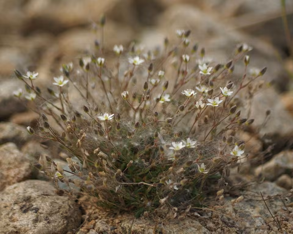 Sabline rougeâtre, En fleurs