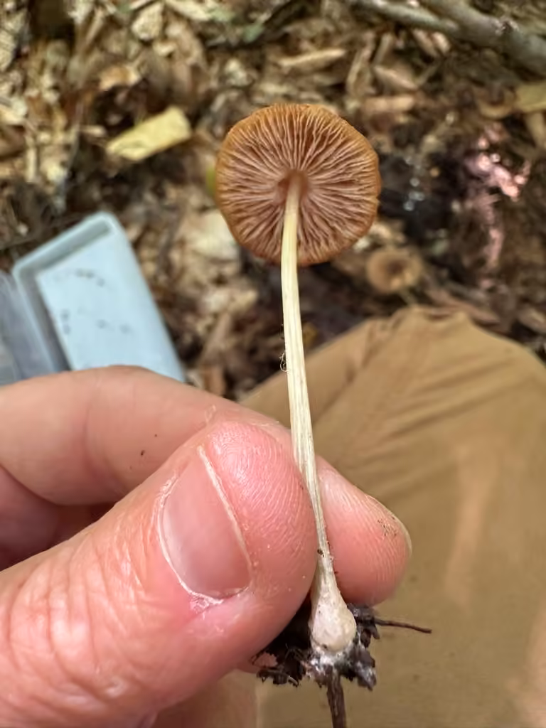 Pluteus pallidus, photo 2 of 5
