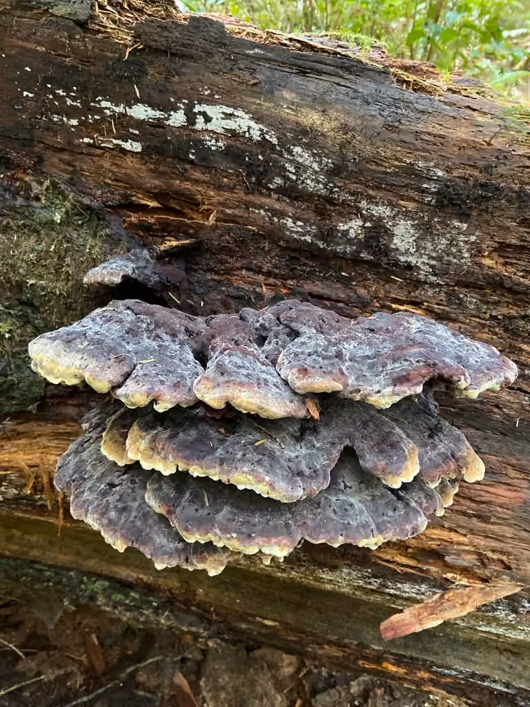 Amylocystis lapponica, photo 3 sur 5