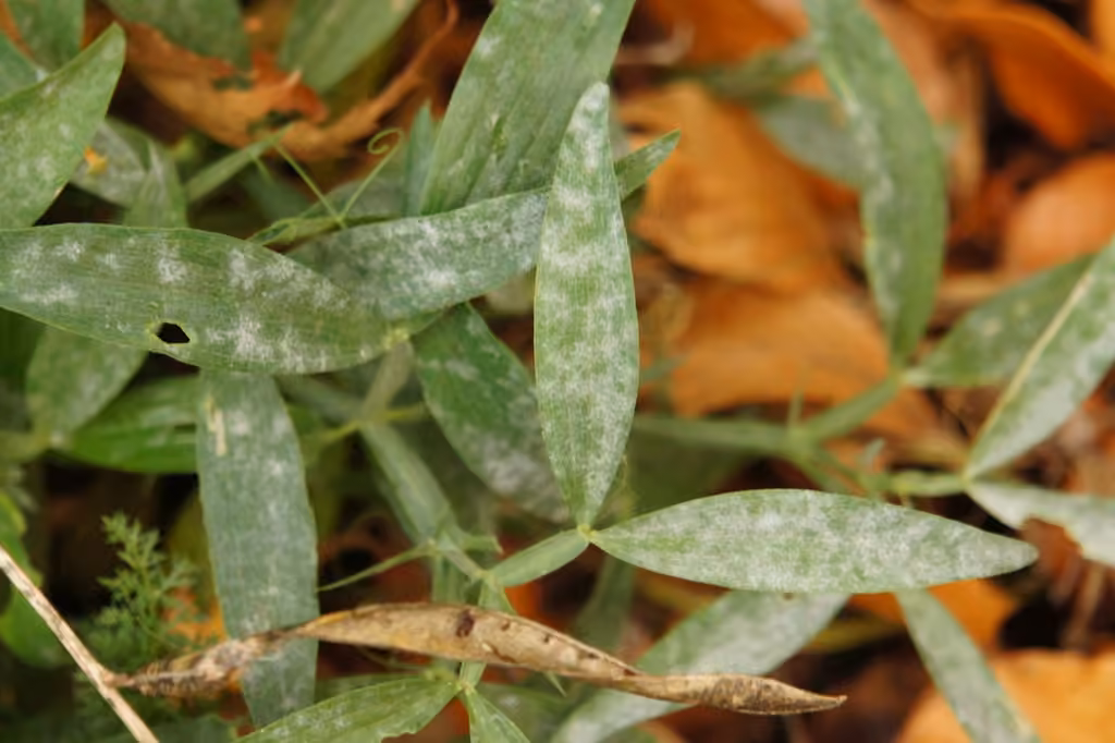 Pea Powdery Mildew, photo 1 sur 5