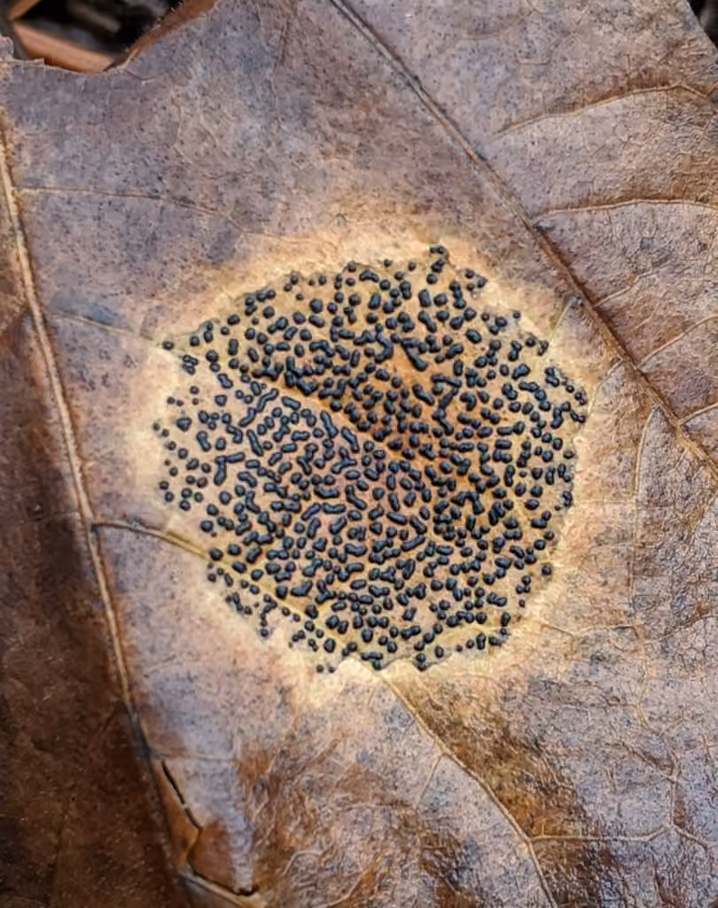Speckled Tar Spot