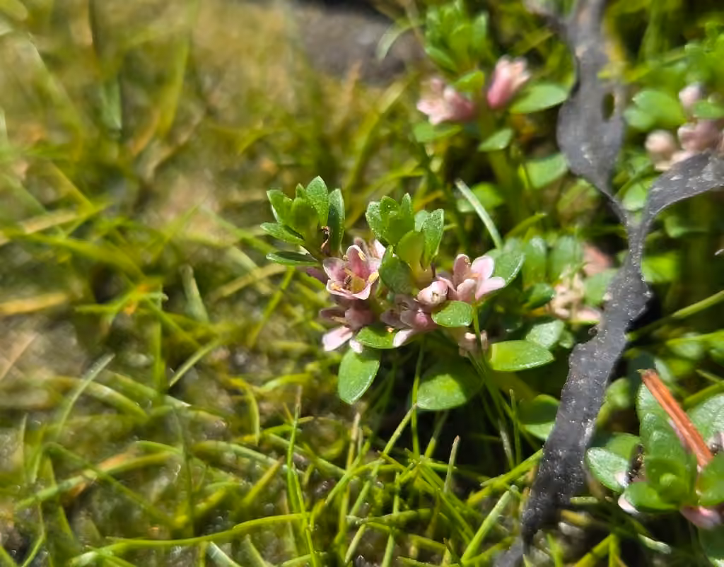 Sea milkwort, In flower