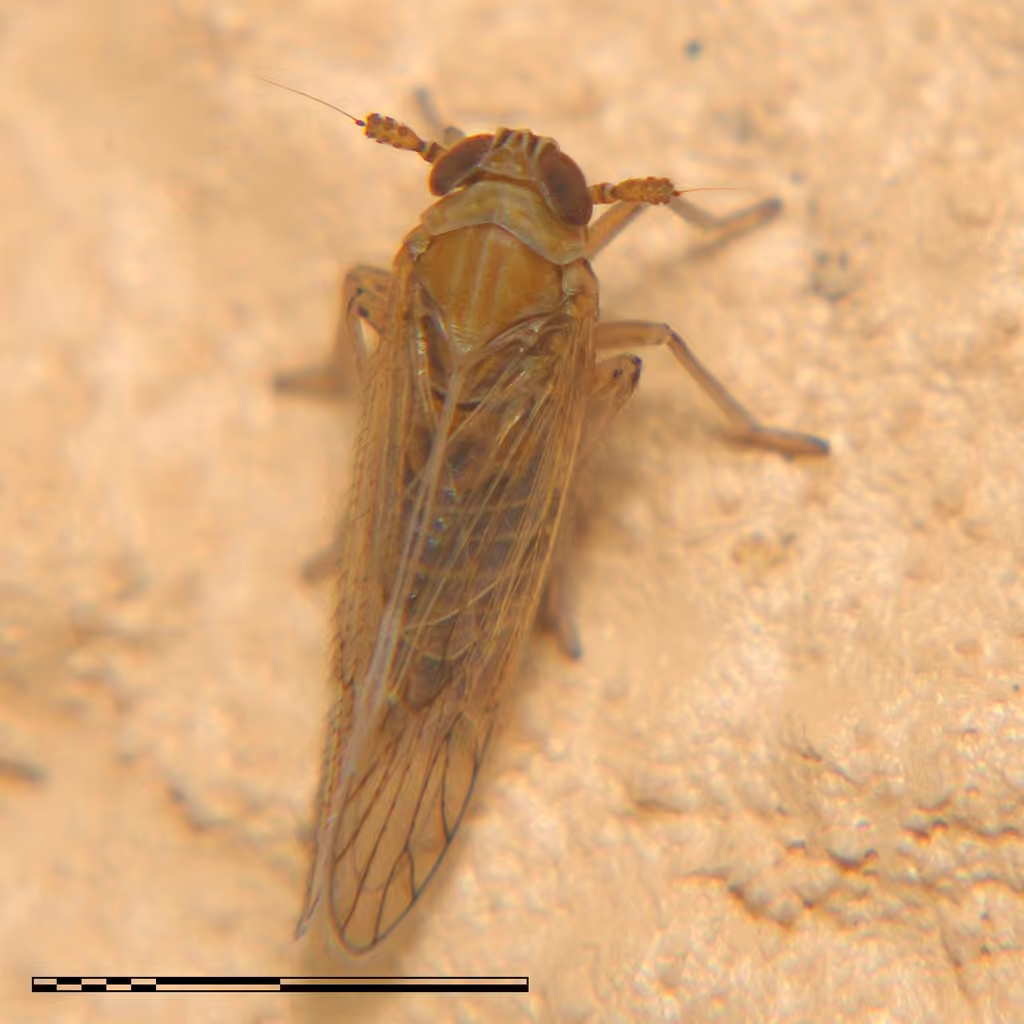 Javesella pellucida, photo 3 sur 5