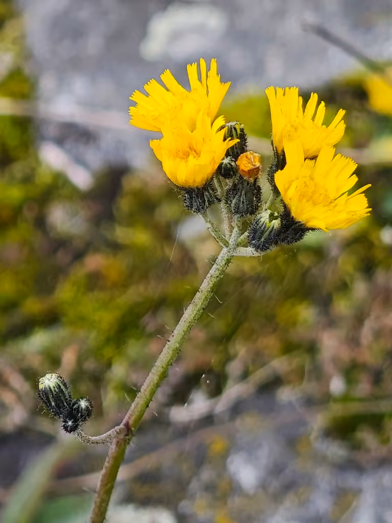 Épervière des Florentins, photo 1 sur 5
