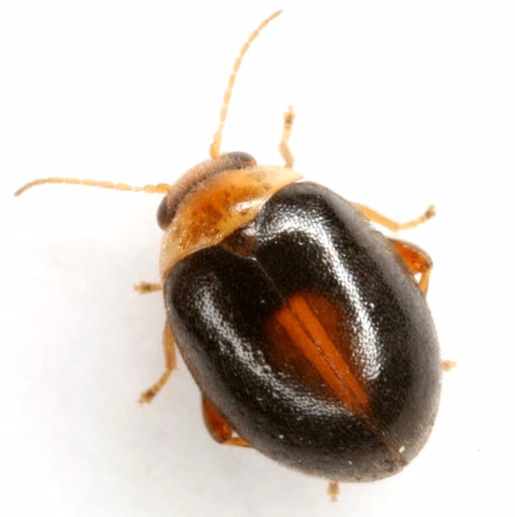Red-sutured Marsh Beetle, photo 3 of 5