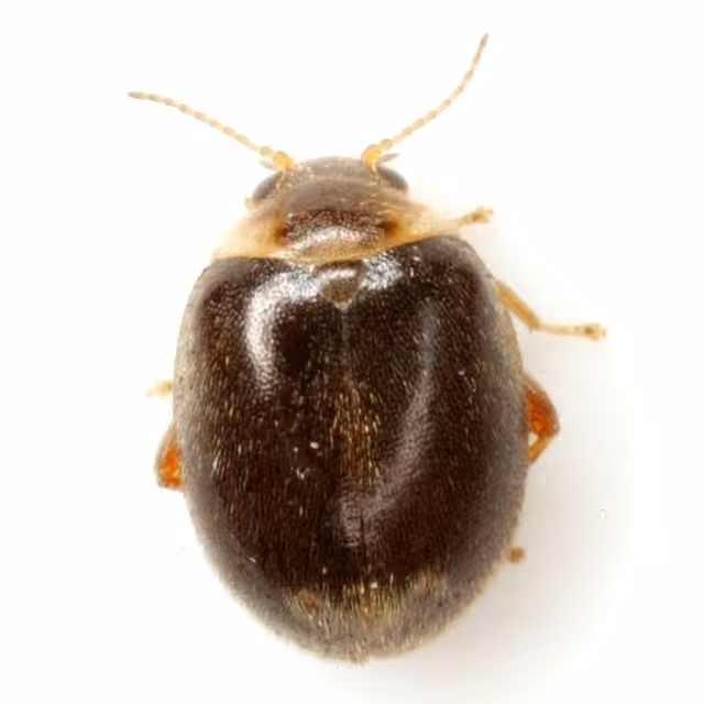 Red-sutured Marsh Beetle, photo 2 of 5