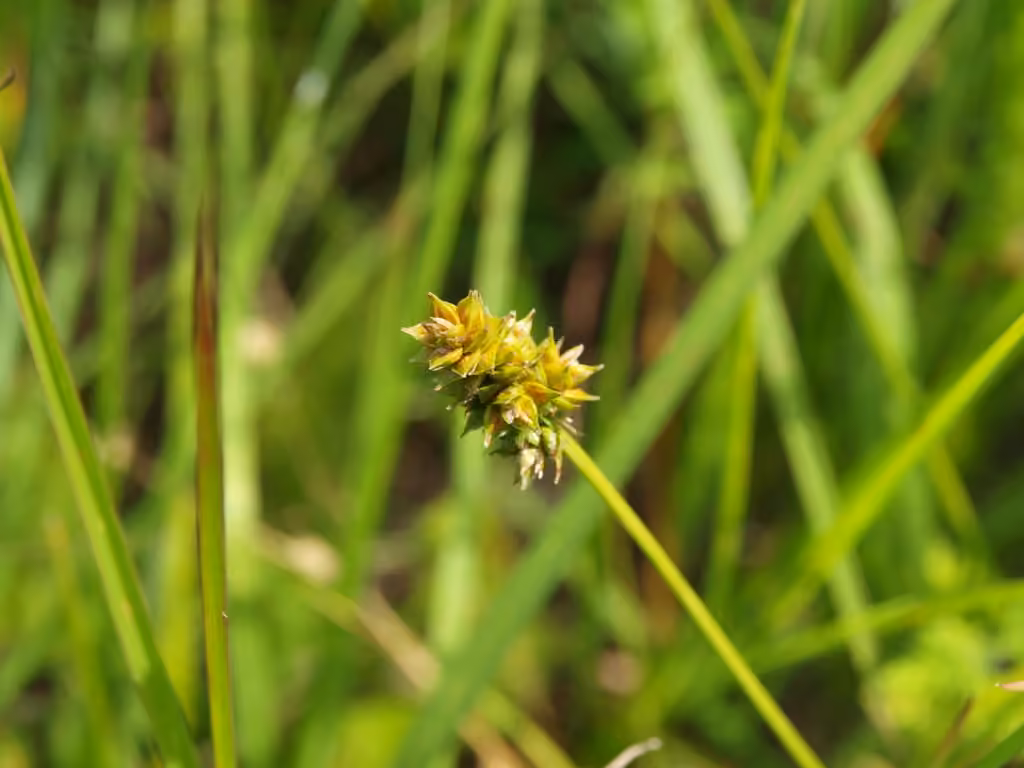 Muhlenberg's sedge, photo 1 of 5