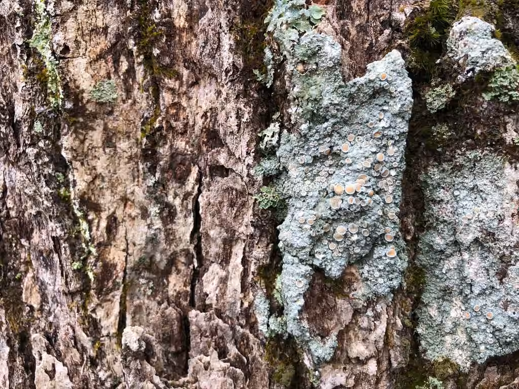 Ochroléchie rosée, photo 2 sur 5