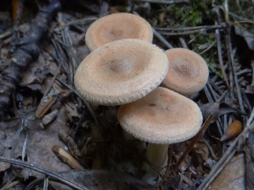 Clitocybe côtelé, photo 2 sur 5