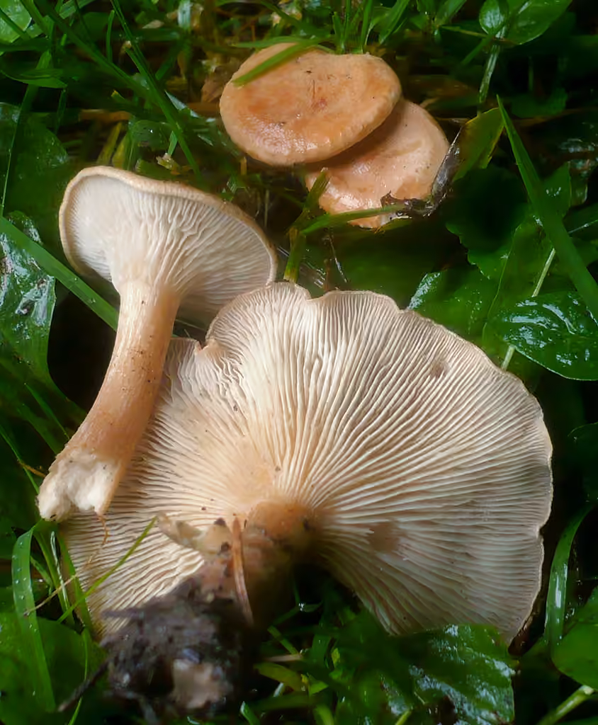 Clitocybe côtelé, photo 3 sur 5
