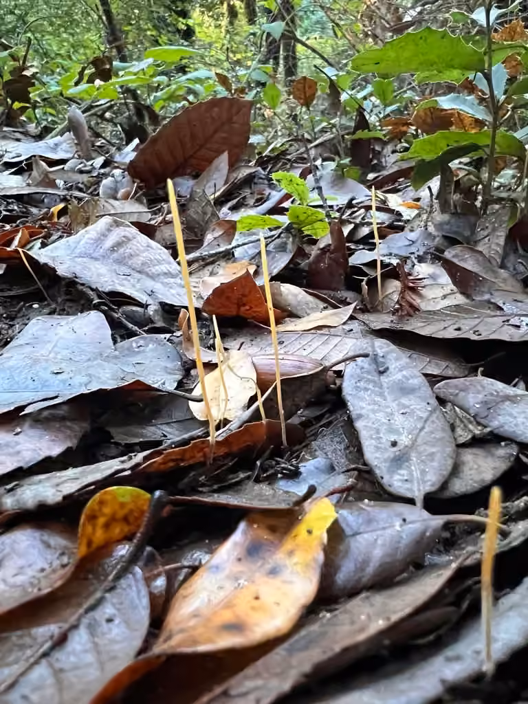 Clavaire filiforme, photo 2 sur 5