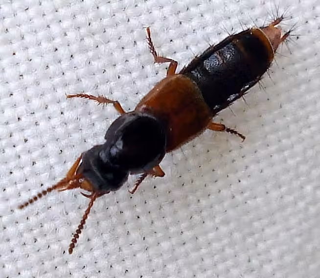 Staphylin cramoisi, photo 3 sur 5