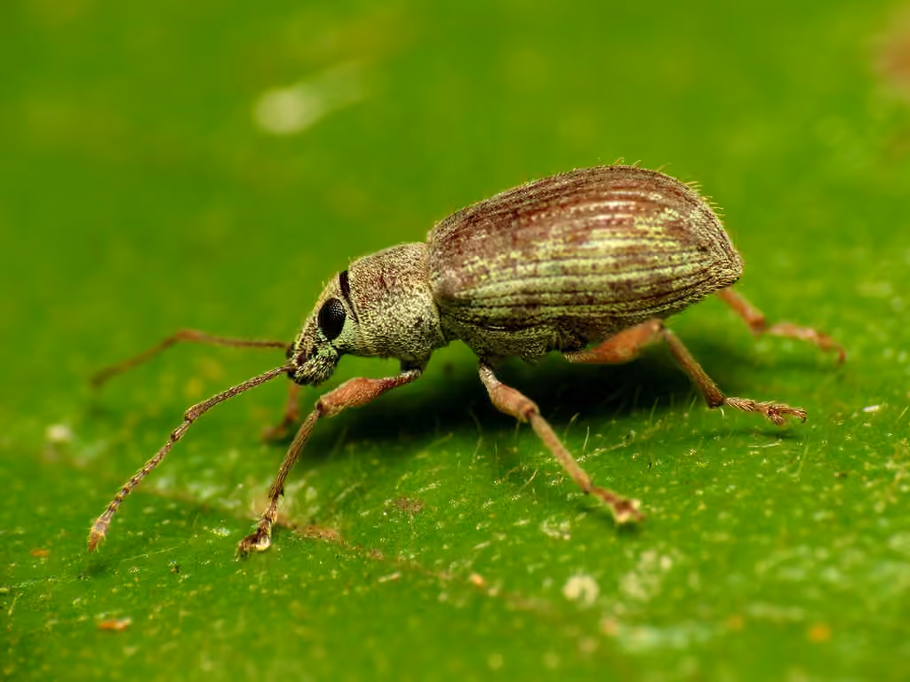 Asian Oak Weevil, photo 1 of 5