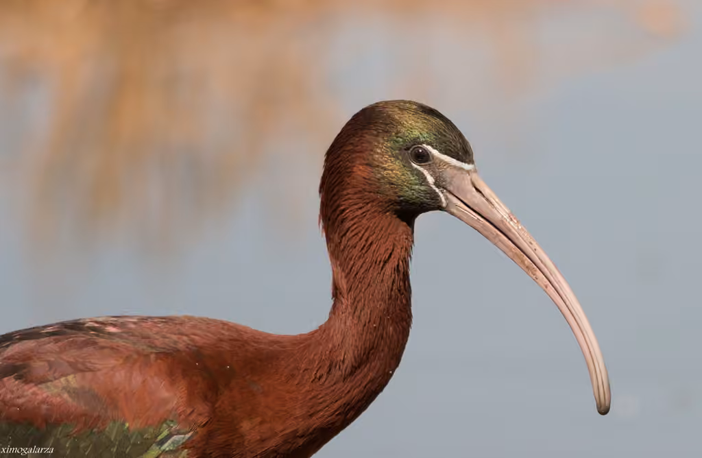 Glossy Ibis, photo 3 of 5
