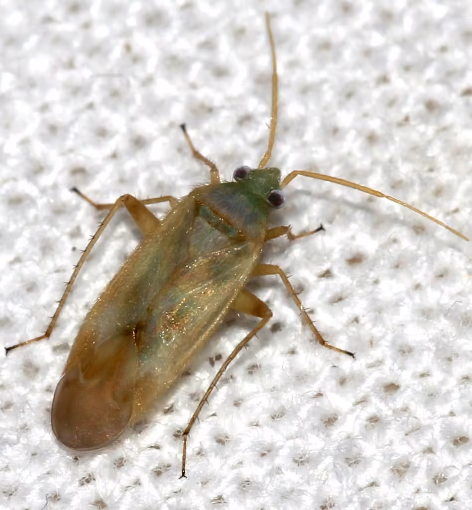 Plant bug, photo 1 sur 5