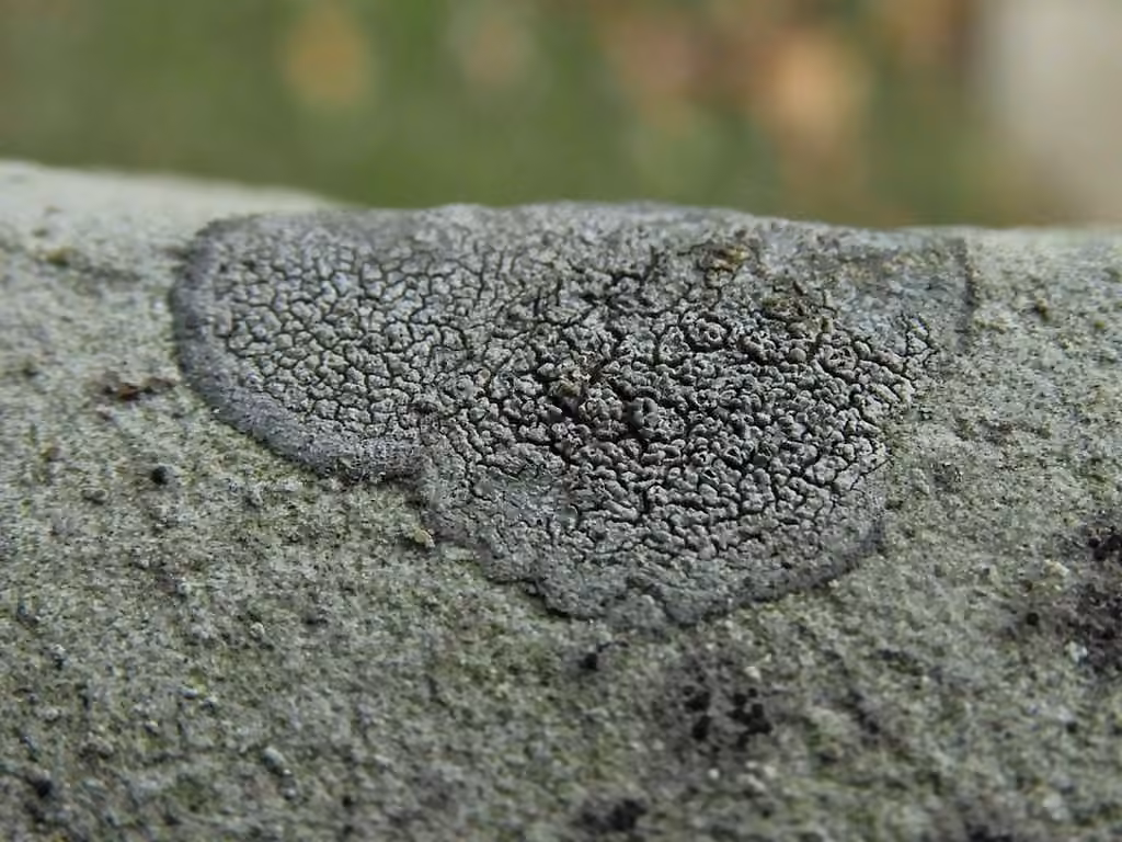 Rimmed lichen, photo 2 sur 5