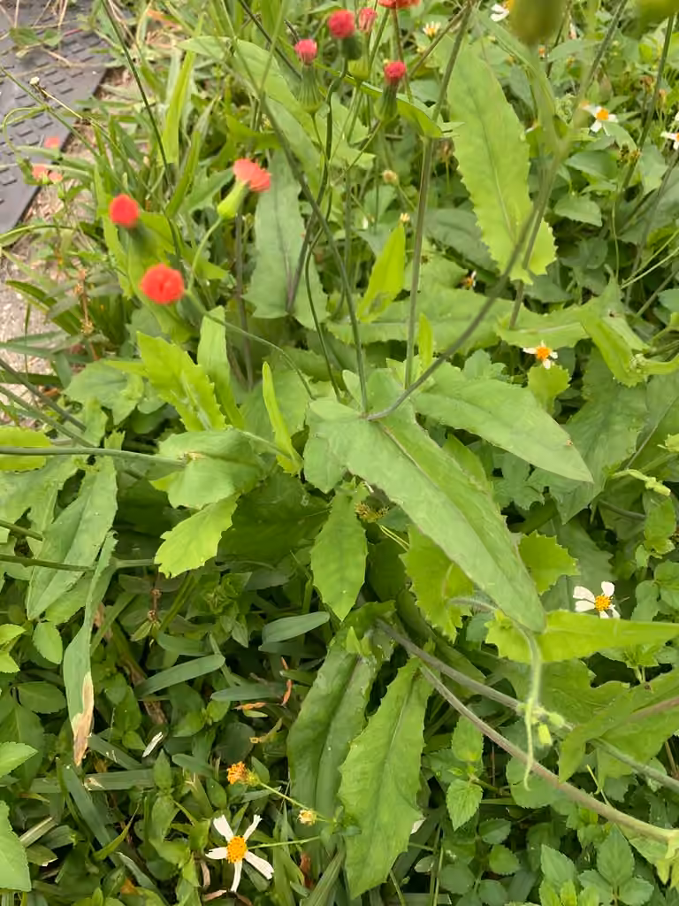 Florida tasselflower, photo 3 of 5