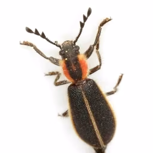 Pilose Checkered Beetle, photo 2 of 5