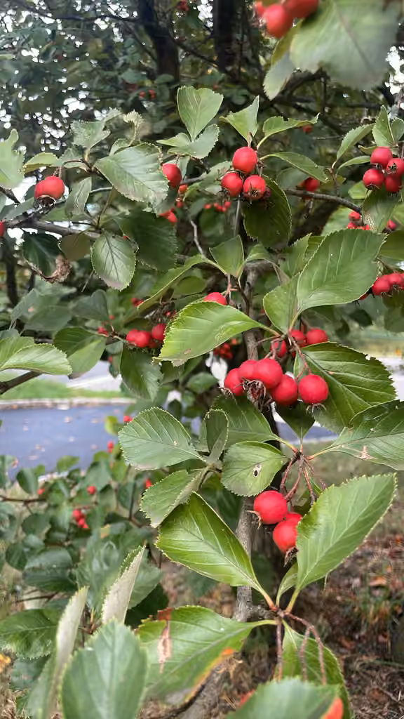 Aubépine à feuilles de prunier, En fruits