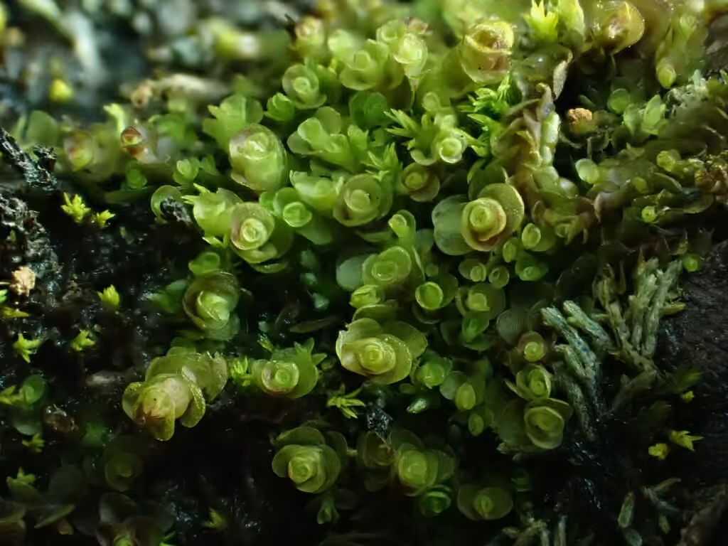 Egg Flapwort, photo 2 of 5