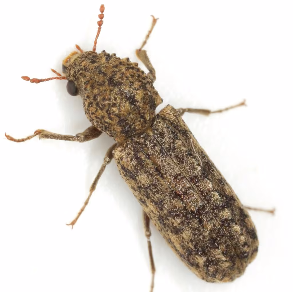 Bostryche bicornu