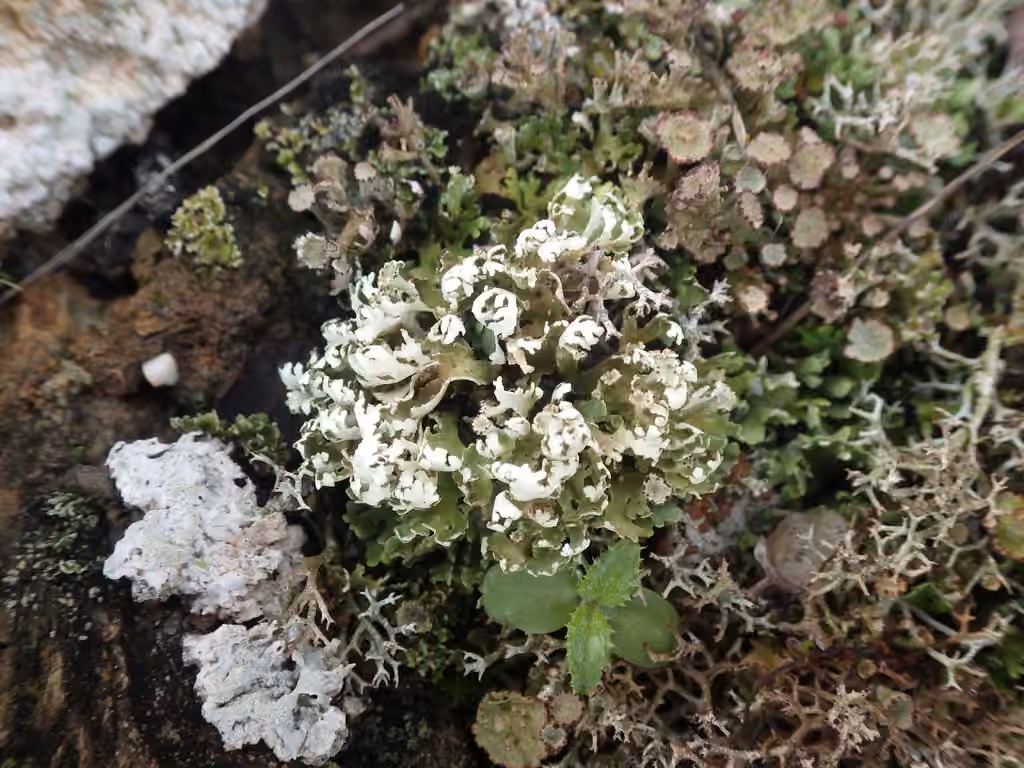 Browned Pixie-cup Lichen, photo 2 of 5