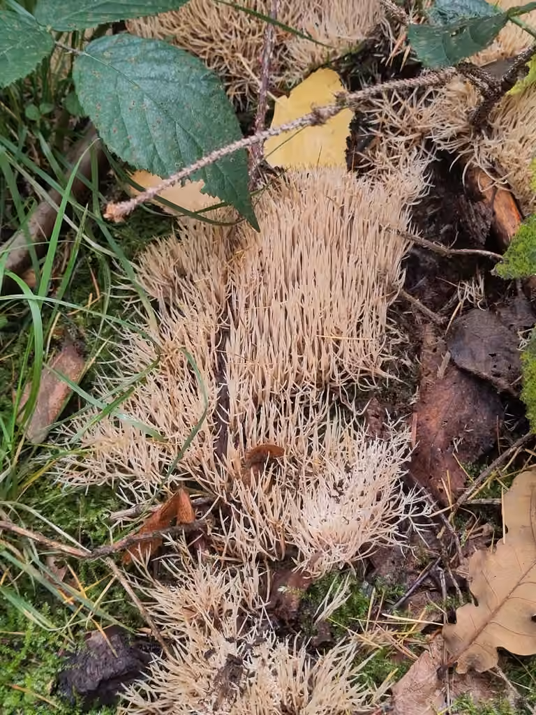 Pterula multifida, photo 3 sur 5