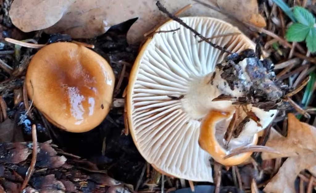 Hygrophore discoïde, photo 3 sur 5