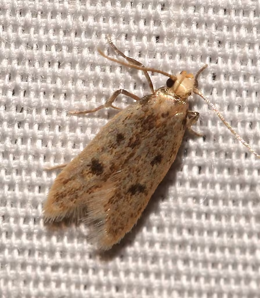 Carolana ascriptella, Adulte