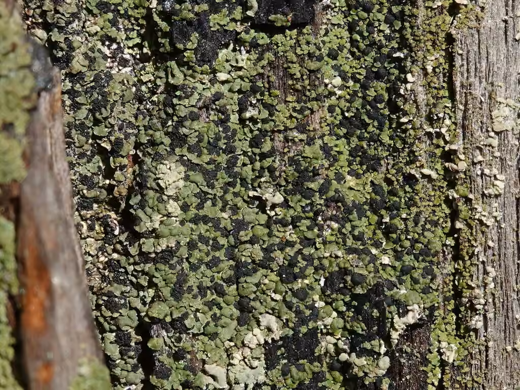 Ombilicaire des forêts anciennes, photo 1 sur 5