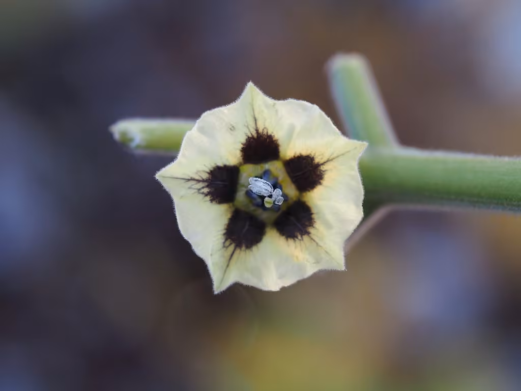 Coqueret du Pérou, En fleurs