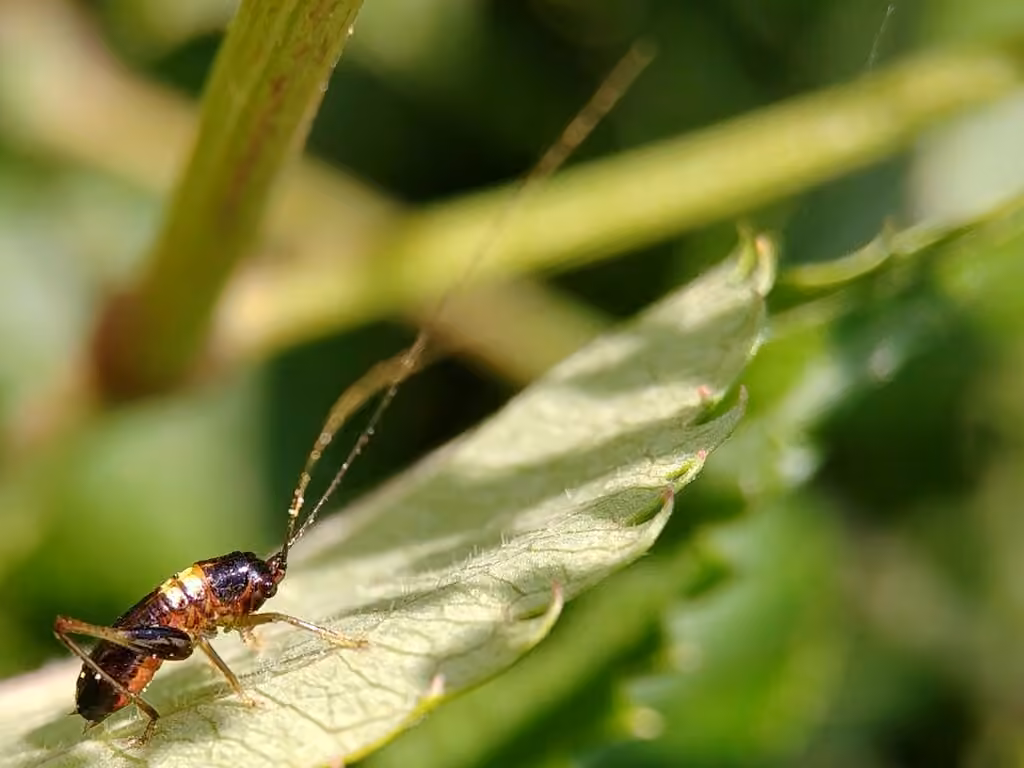 Black-sided Meadow Katydid, Nymph