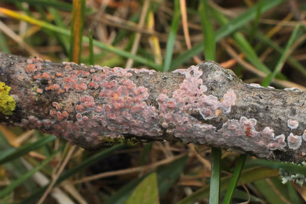 Corticie polygonale, photo 2 sur 5