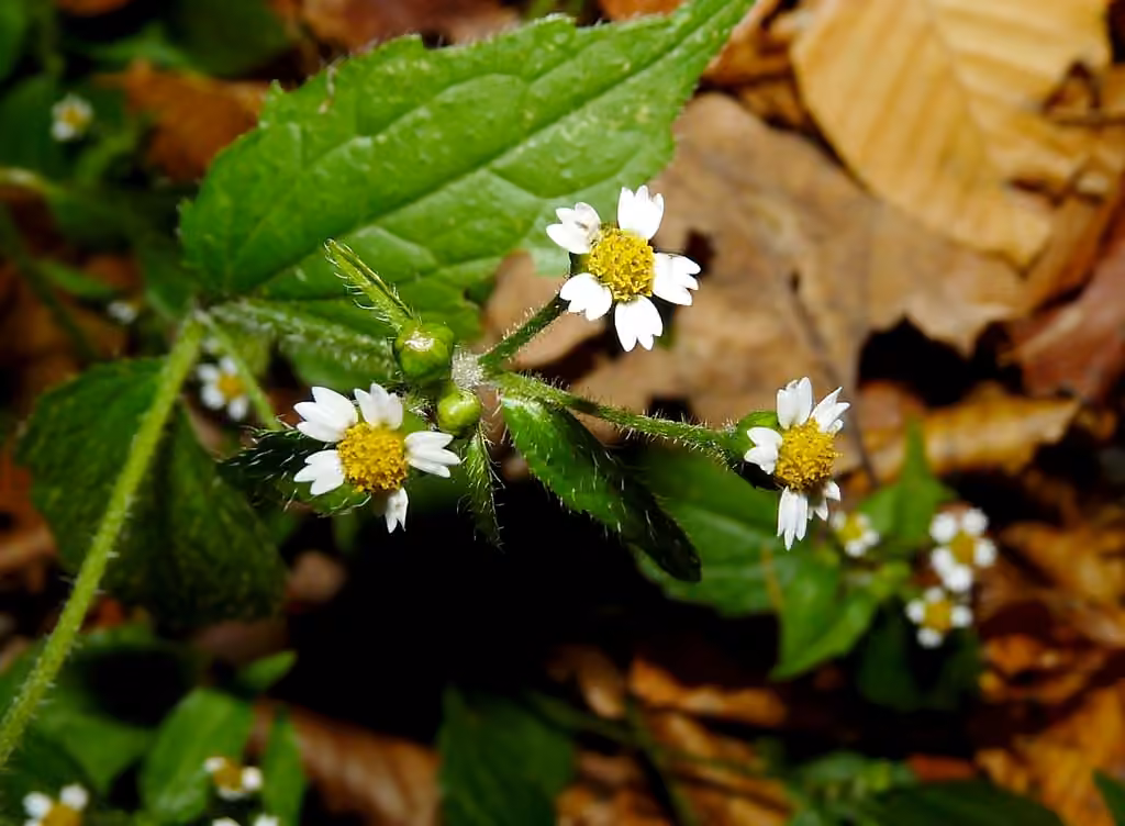 Galinsoga cilié, En fruits