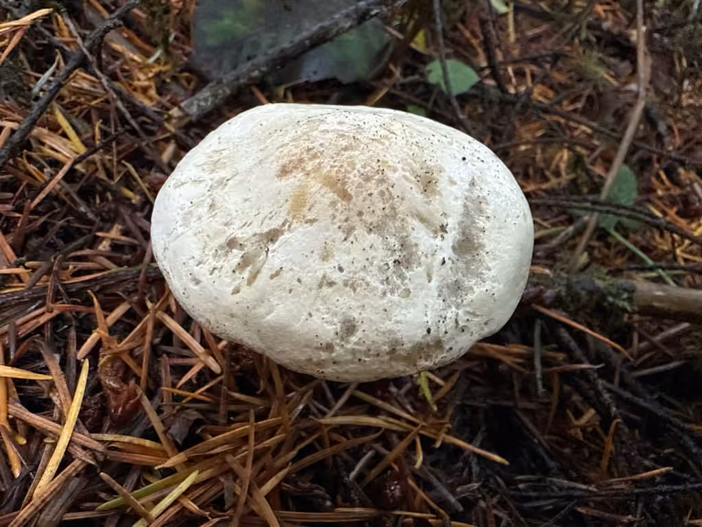 Clitocybe à odeur de poisson, photo 3 sur 5