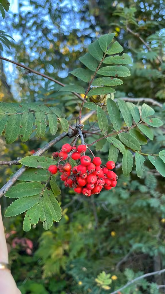 Rowan, In fruit