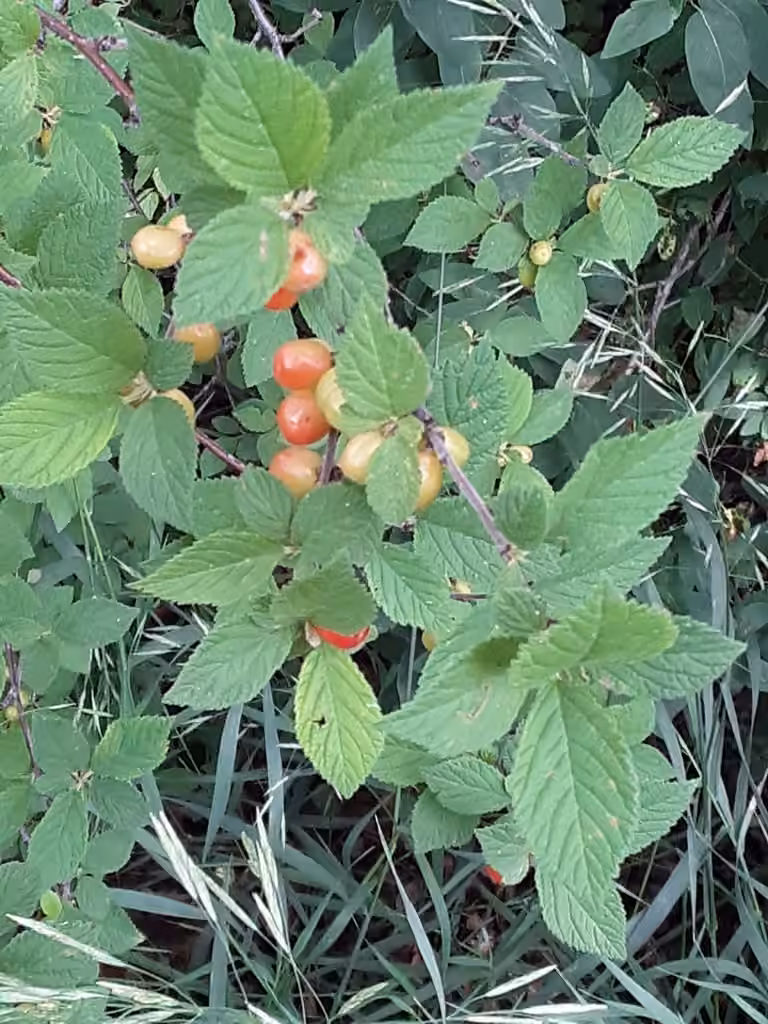 Cerisier tomenteux, En fruits