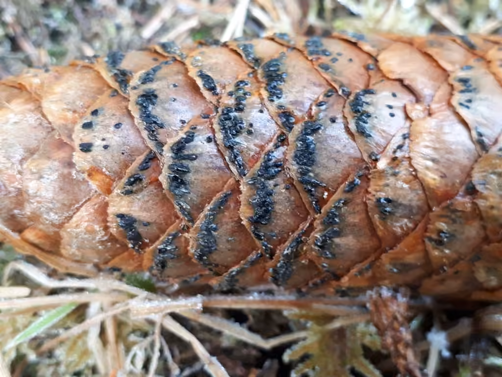 Phragmotriche de Chaillet