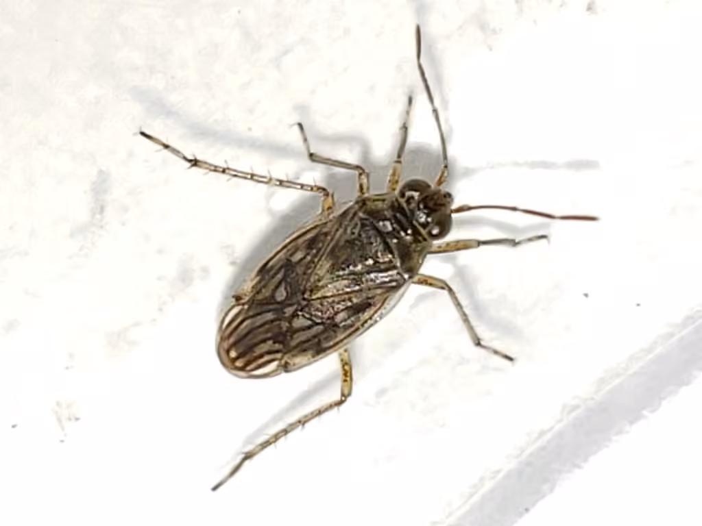 Pentacora sphacelata, Adulte